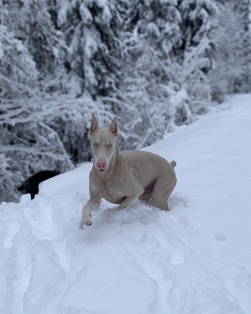 16 Cool Facts About Doberman Pinschers 7