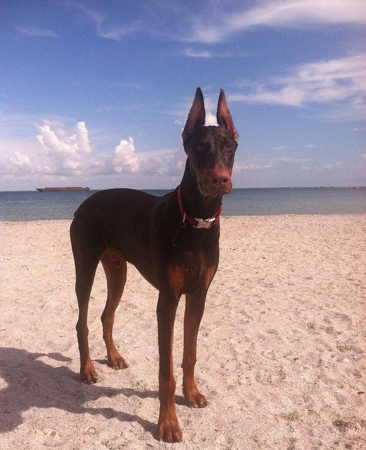 16 Cool Facts About Doberman Pinschers 11