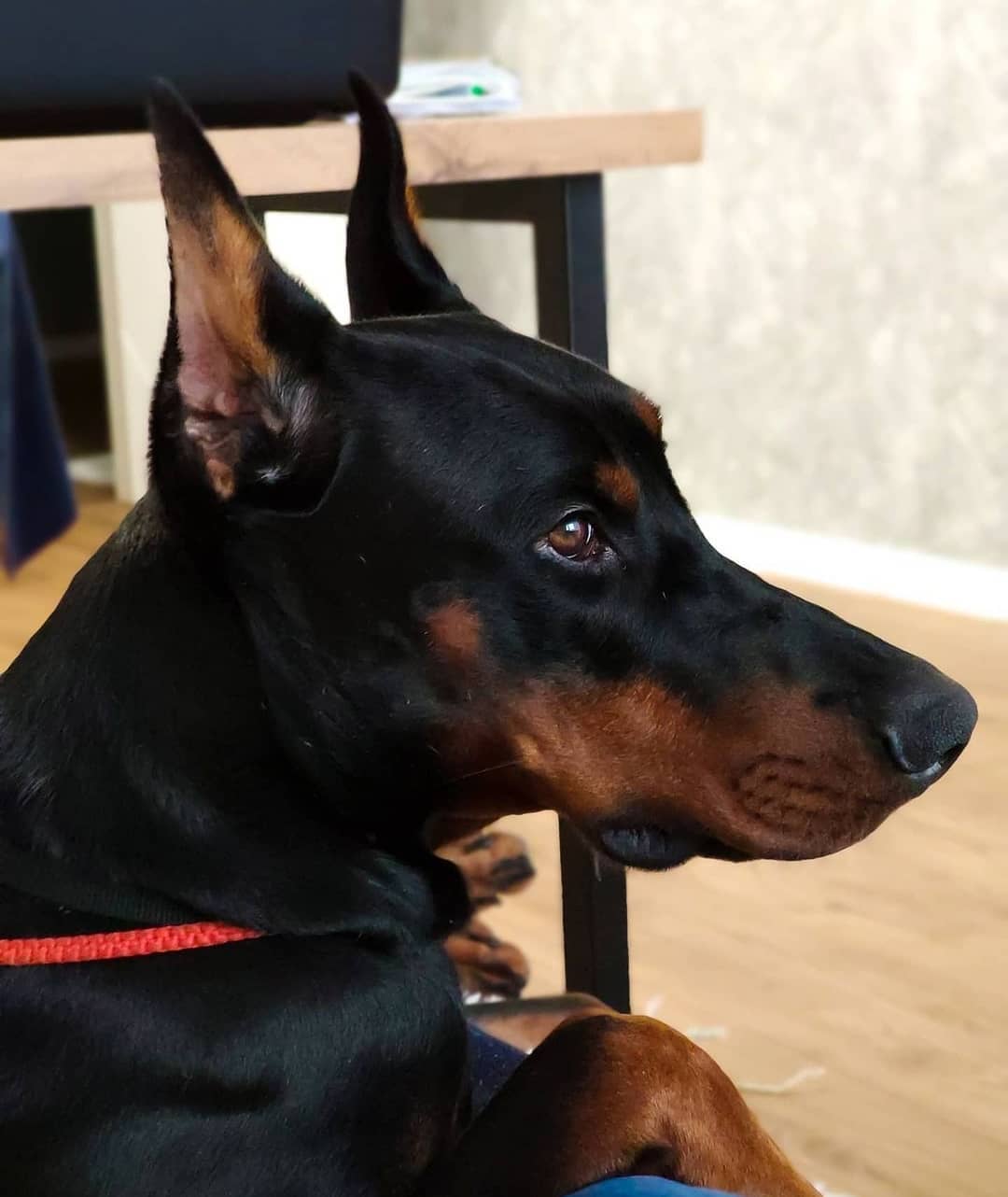 16 Cool Facts About Doberman Pinschers 9
