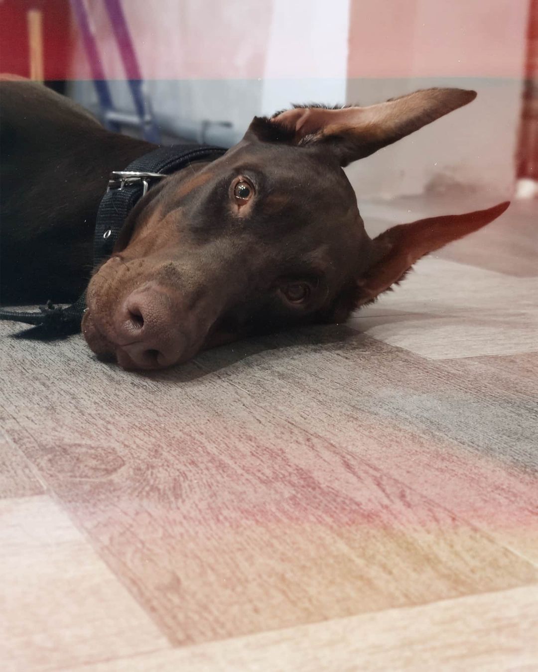 15 Interesting Facts About Doberman Pinschers 10