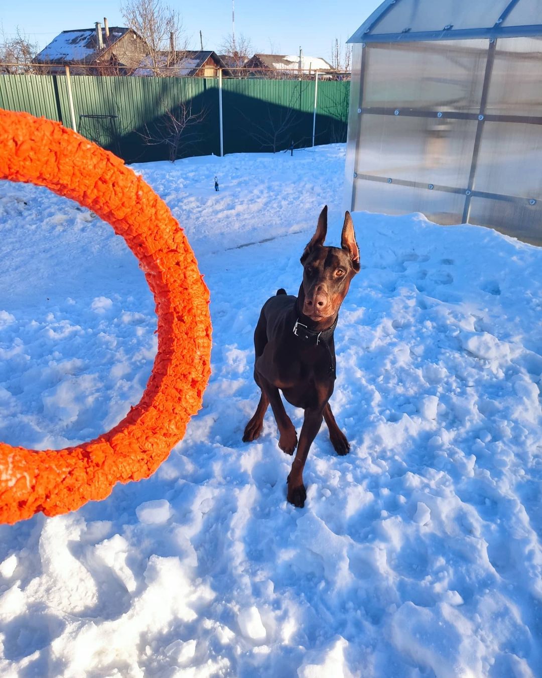 15 Interesting Facts About Doberman Pinschers 11