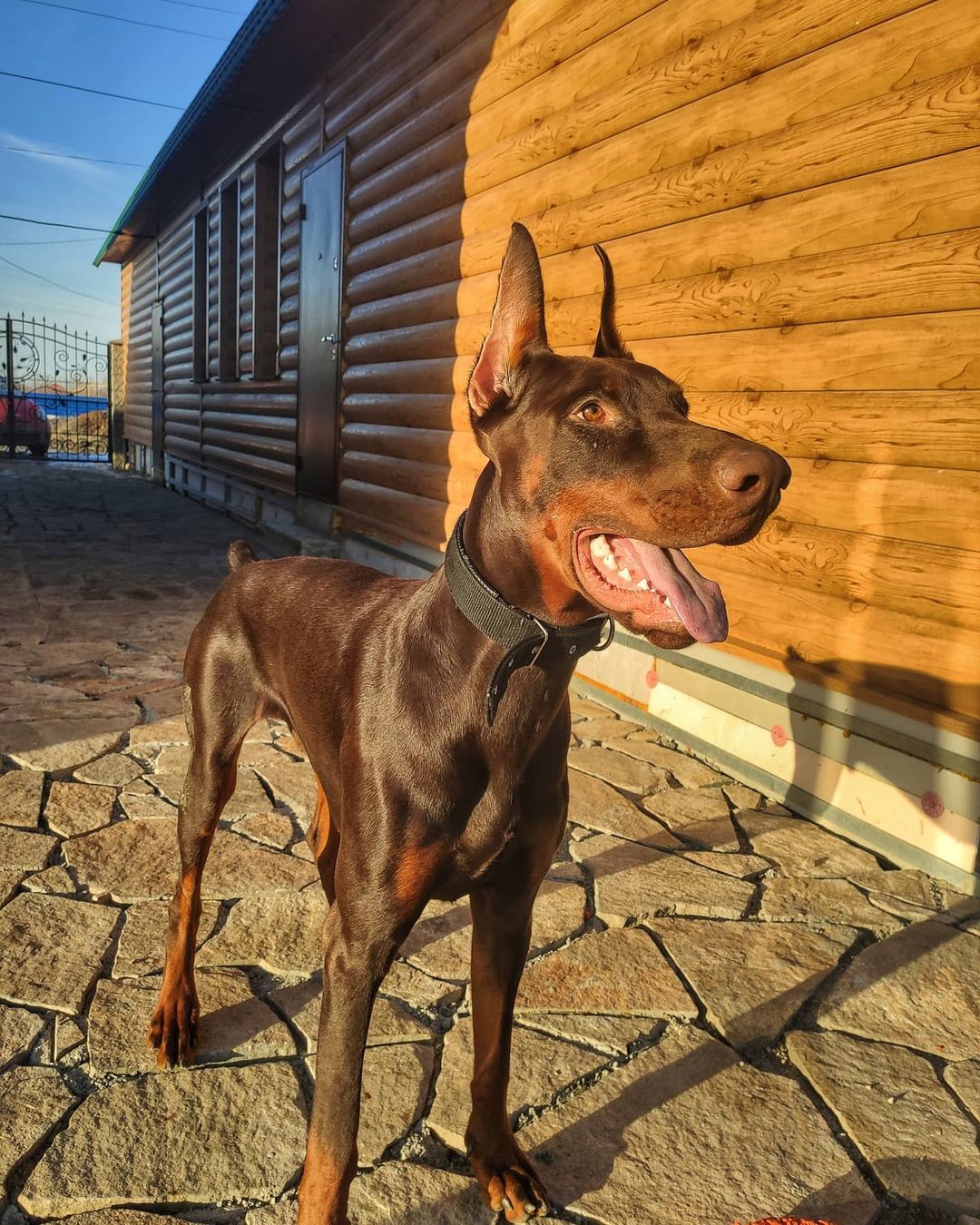 15 Interesting Facts About Doberman Pinschers 9