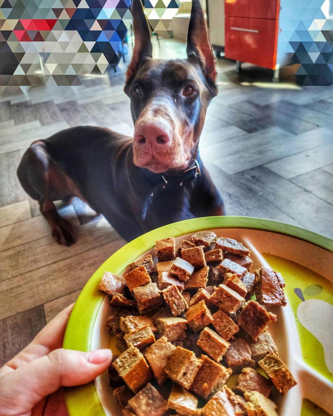 15 Interesting Facts About Doberman Pinschers 11