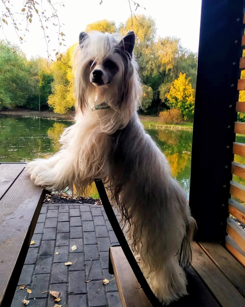 15 Interesting Facts About Chinese Crested Dogs 11