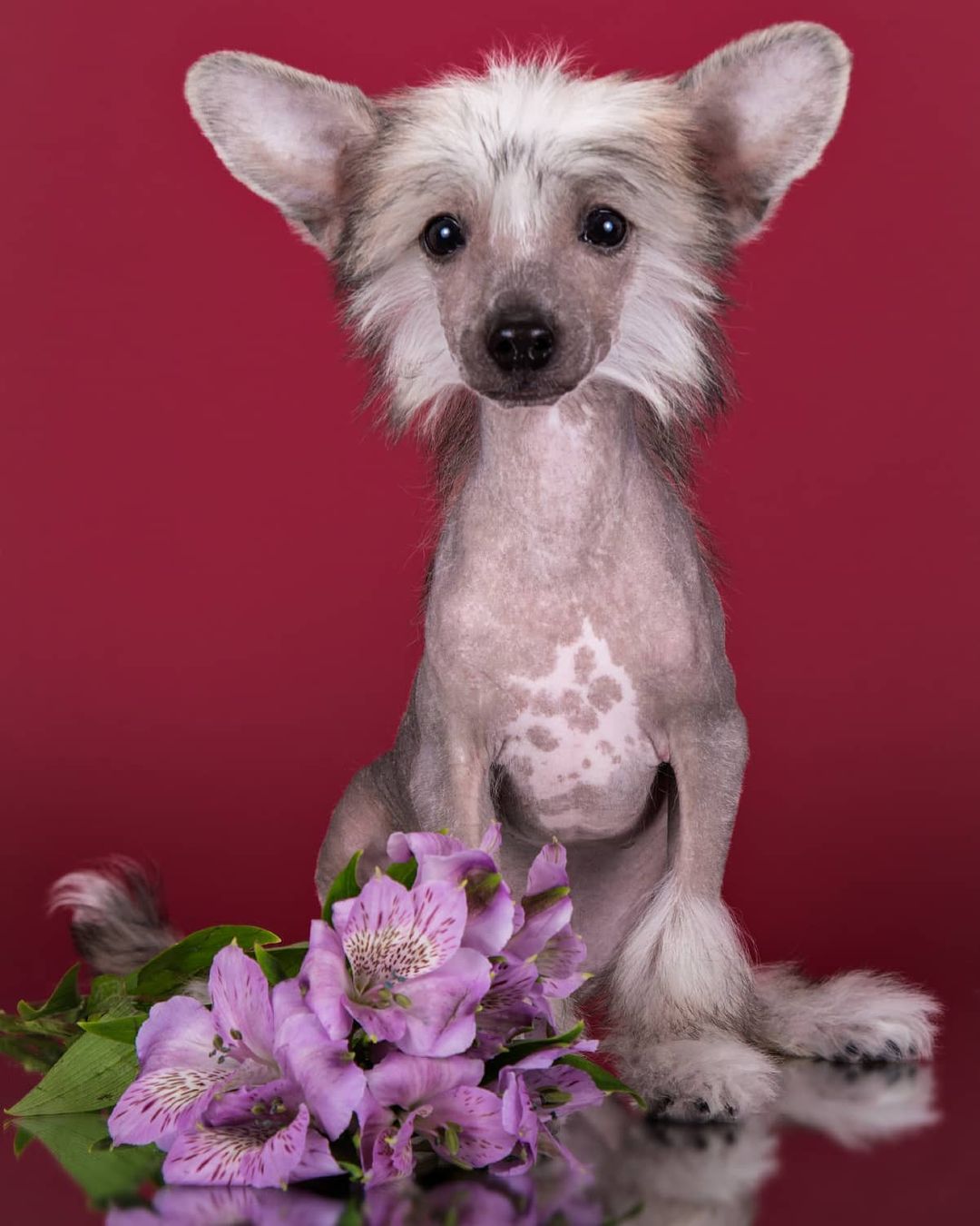 15 Interesting Facts About Chinese Crested Dogs 9
