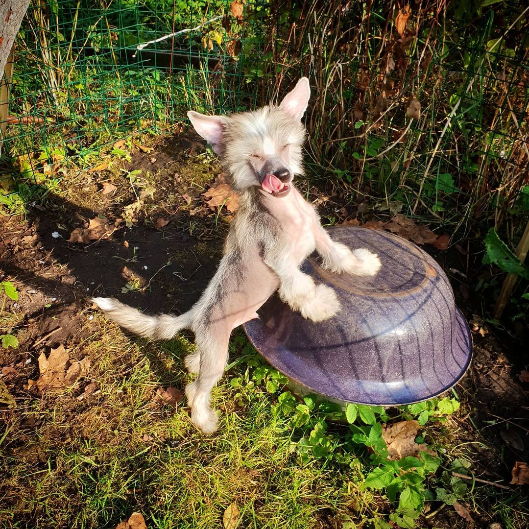 15 Interesting Facts About Chinese Crested Dogs 11 15 Interesting Facts About Chinese Crested Dogs 11