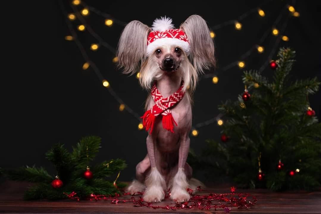 15 Amazing Facts About Chinese Cresteds 9