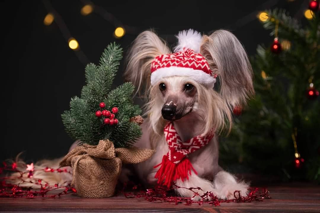 15 Amazing Facts About Chinese Cresteds 10