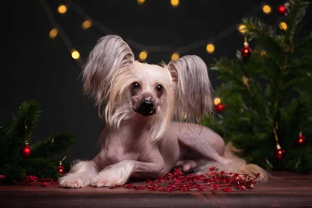 15 Amazing Facts About Chinese Cresteds 11