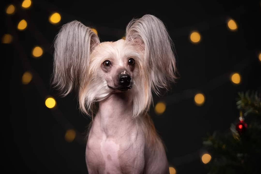 15 Amazing Facts About Chinese Cresteds 9