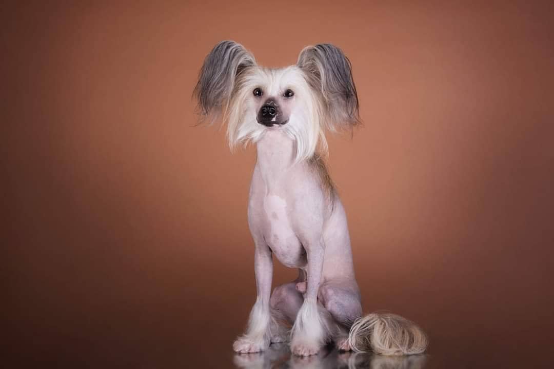 15 Amazing Facts About Chinese Cresteds 10