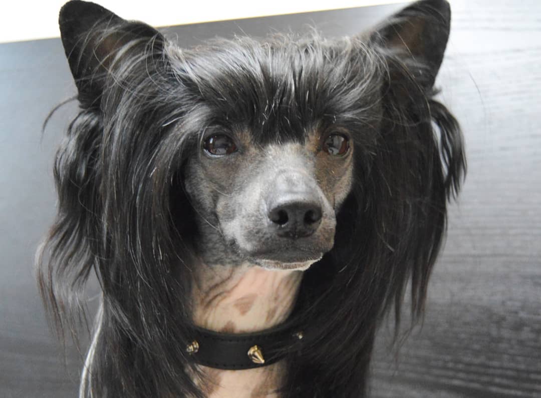 15 Amazing Facts About Chinese Cresteds 11