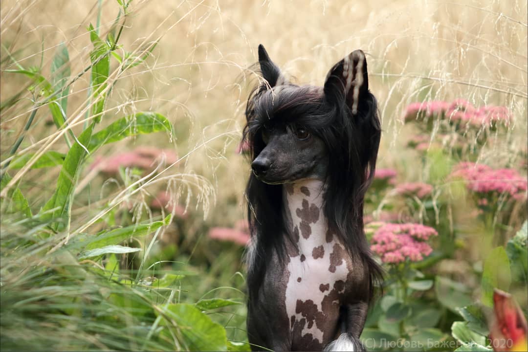 15 Amazing Facts About Chinese Cresteds 10