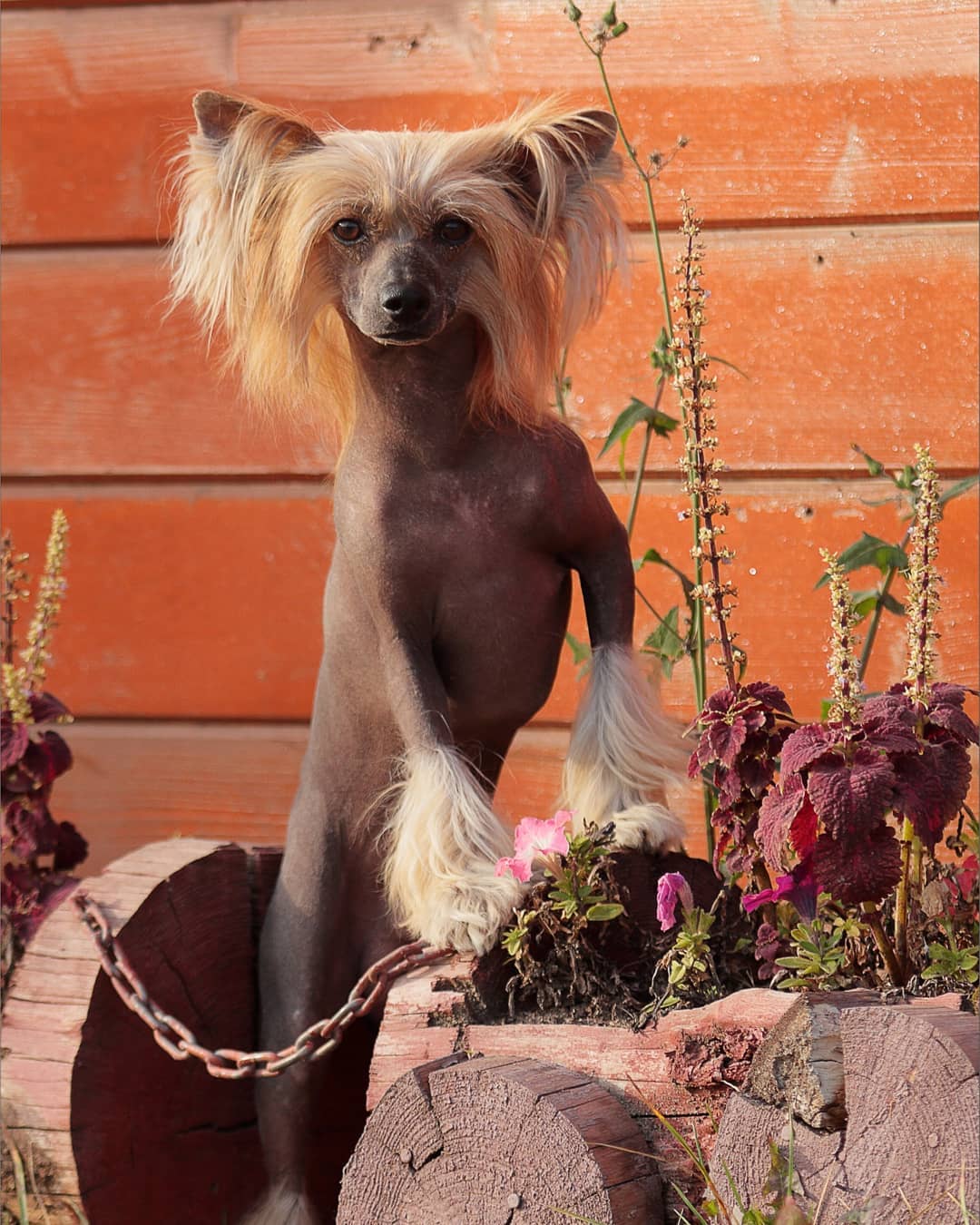 15 Amazing Facts About Chinese Cresteds 11