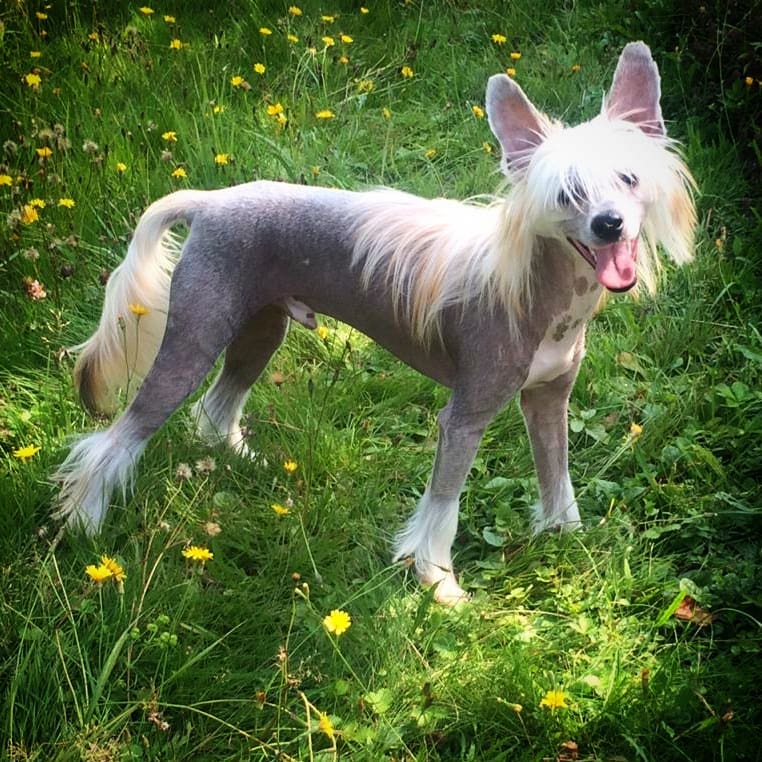 15 Amazing Facts About Chinese Cresteds 9