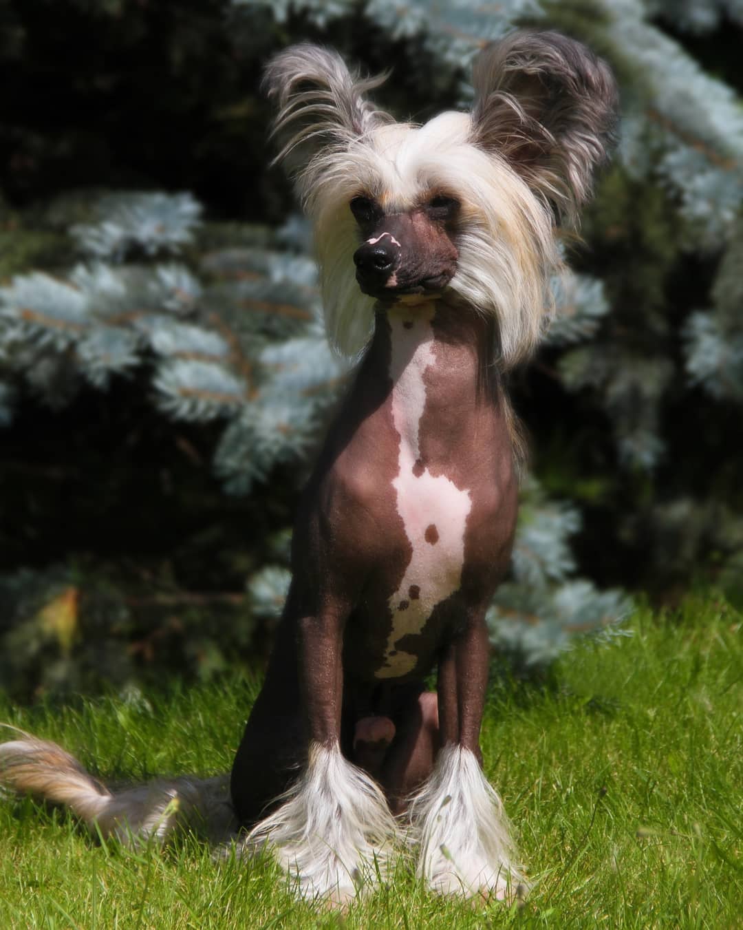 15 Amazing Facts About Chinese Cresteds 10