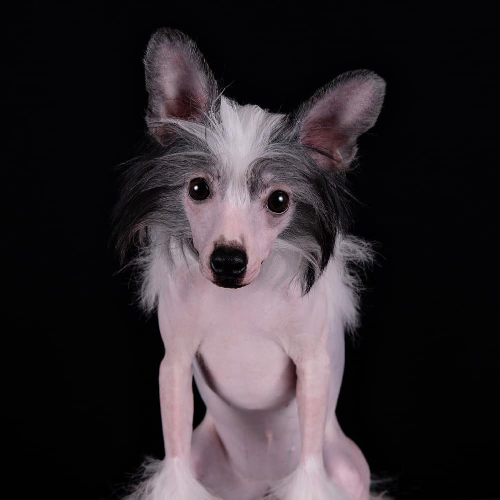 15 Amazing Facts About Chinese Cresteds 11