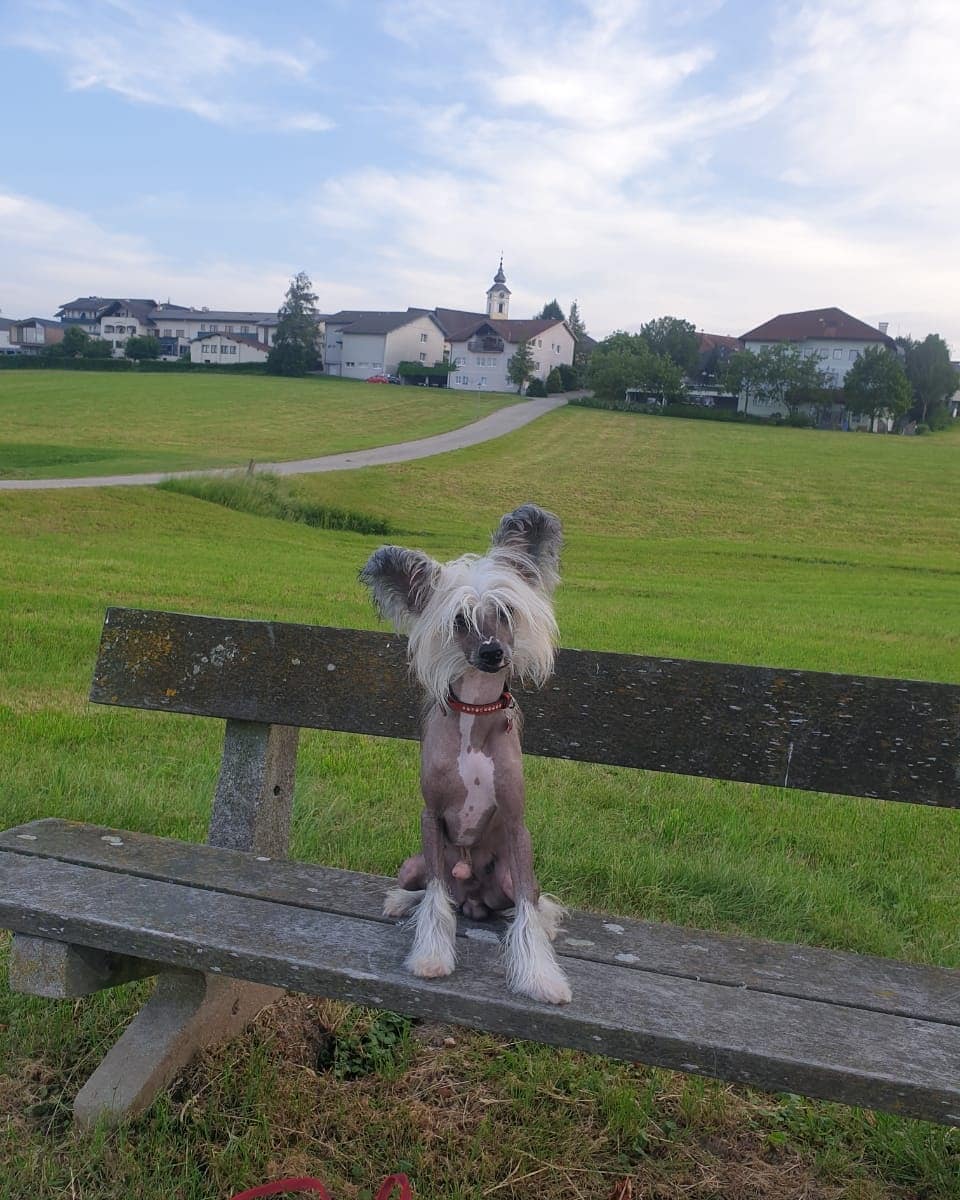 15 Cool Facts About Chinese Cresteds 9