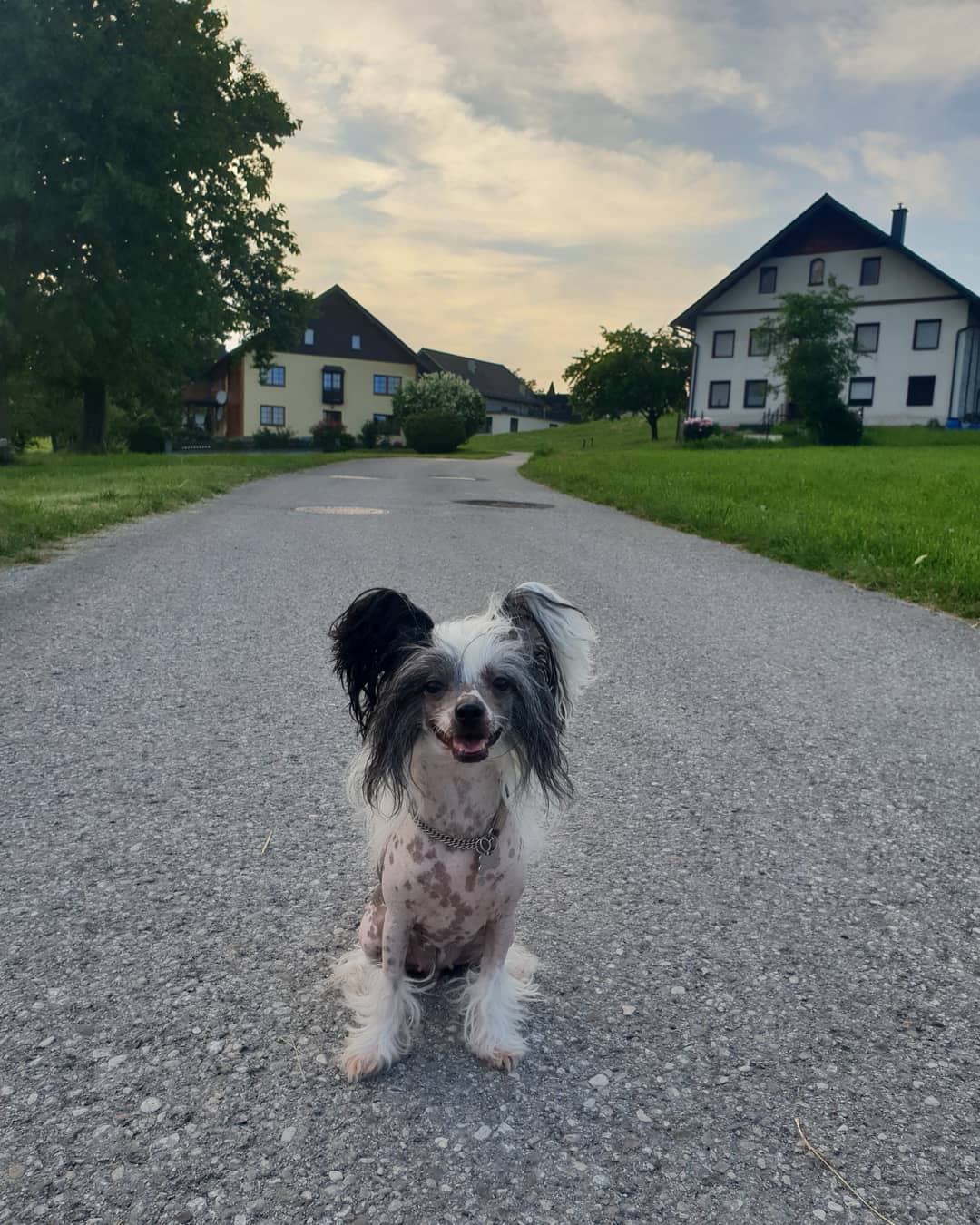 15 Cool Facts About Chinese Cresteds 10