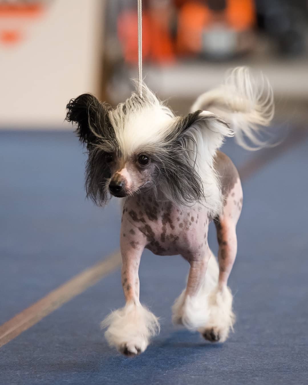 15 Cool Facts About Chinese Cresteds 9