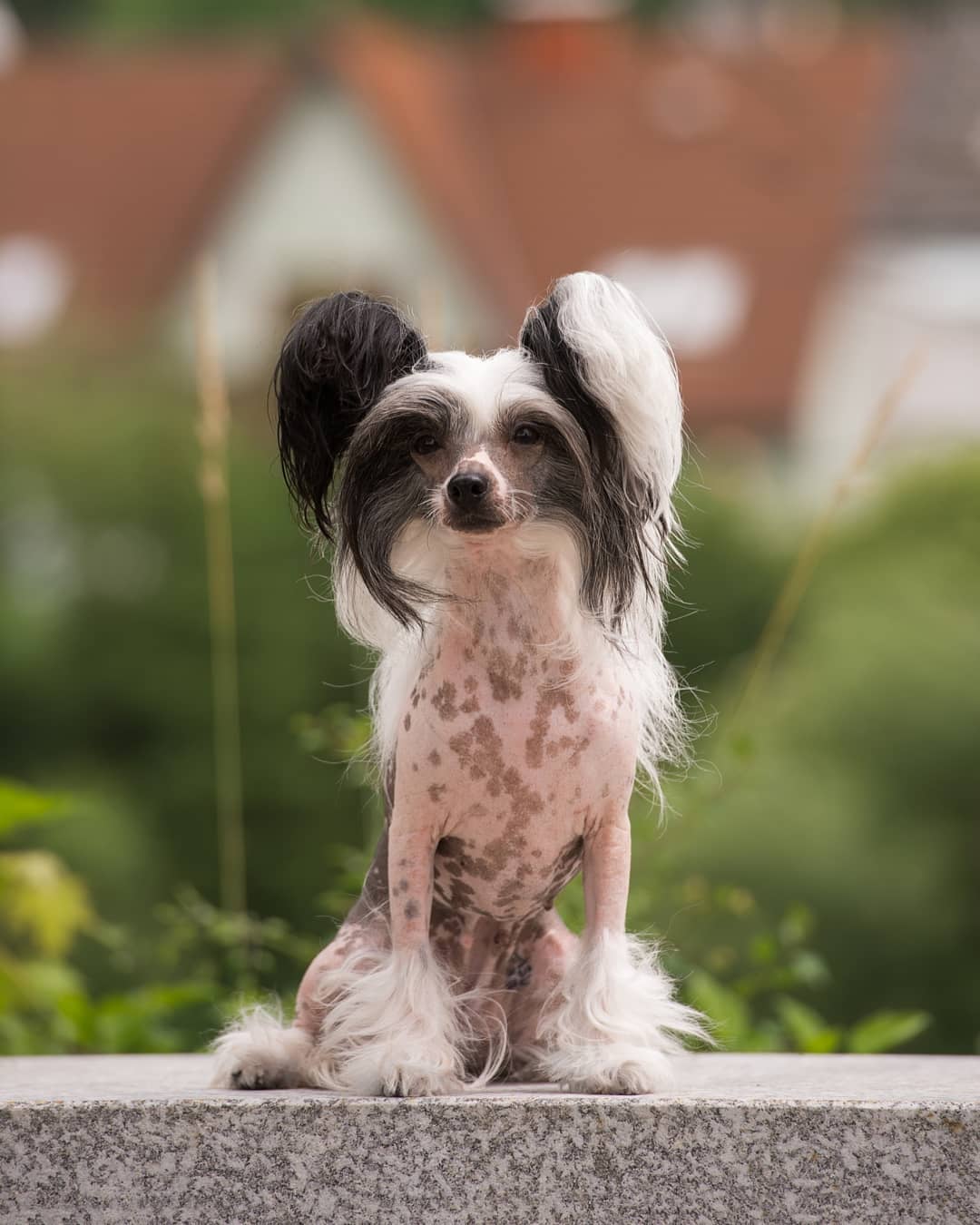 15 Cool Facts About Chinese Cresteds 10