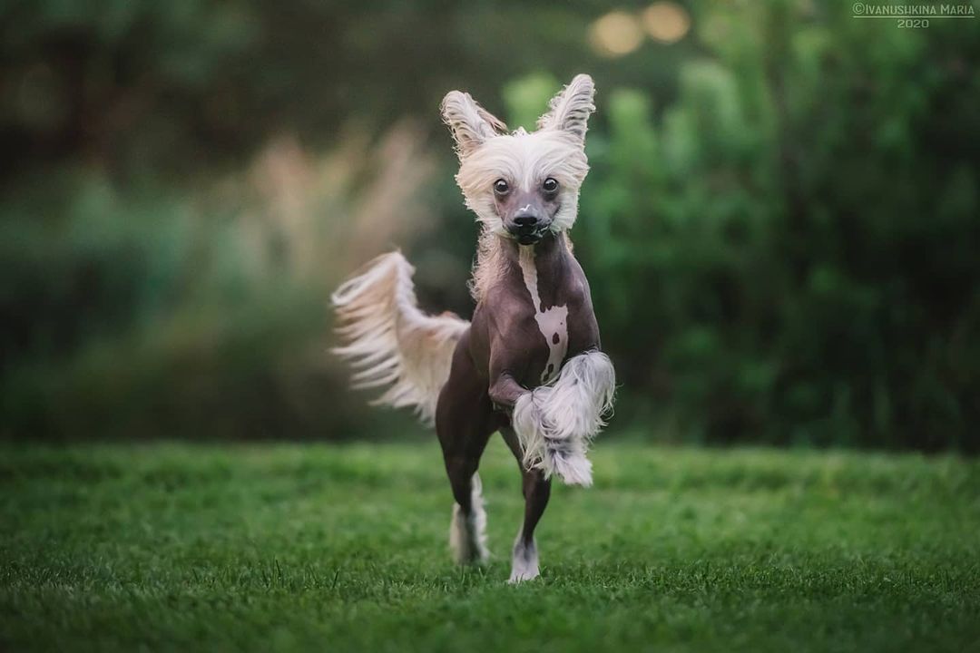 15 Interesting Facts About Chinese Crested Dogs 9
