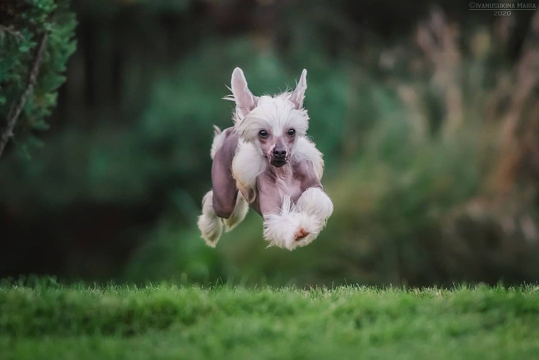 15 Cool Facts About Chinese Cresteds 9