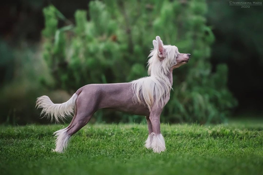 15 Cool Facts About Chinese Cresteds 10