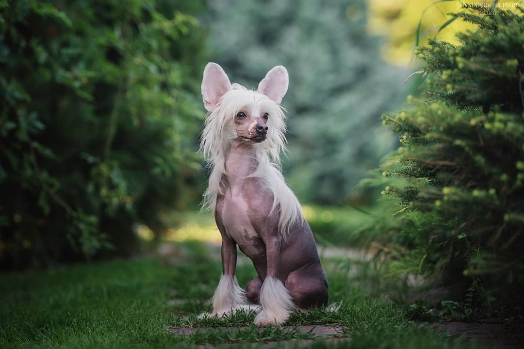 15 Cool Facts About Chinese Cresteds 11