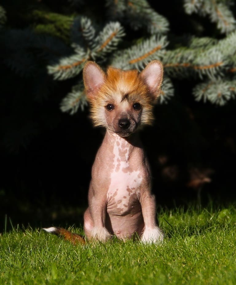 15 Interesting Facts About Chinese Crested Dogs 10