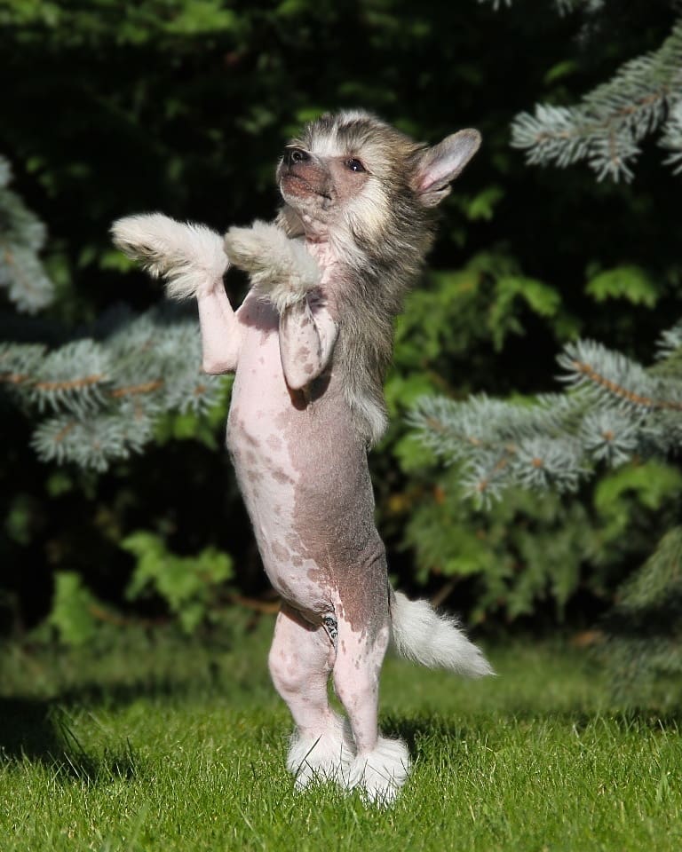 15 Interesting Facts About Chinese Crested Dogs 9