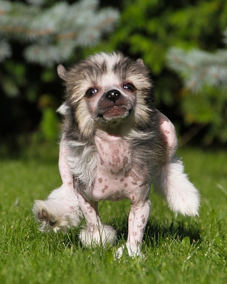 15 Interesting Facts About Chinese Crested Dogs 10