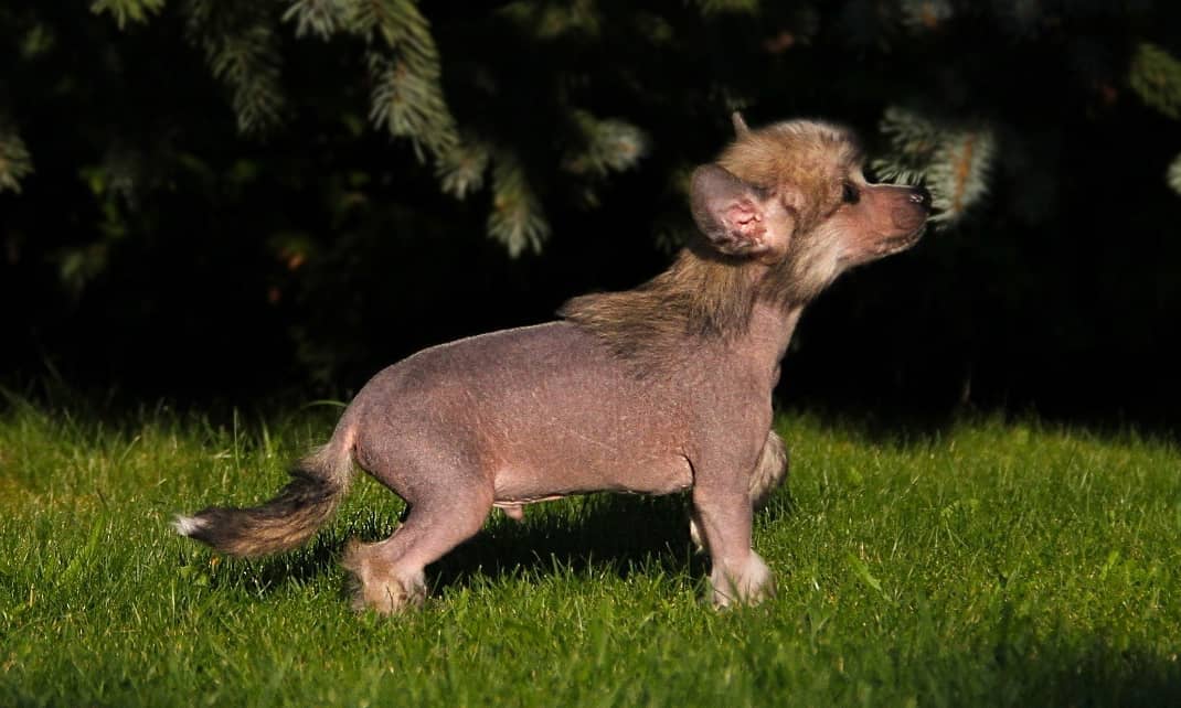 15 Interesting Facts About Chinese Crested Dogs 11