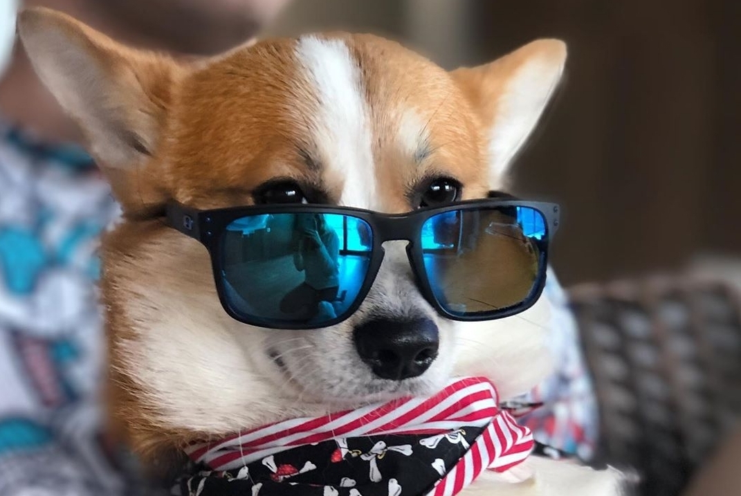 16 Interesting Facts About Corgis