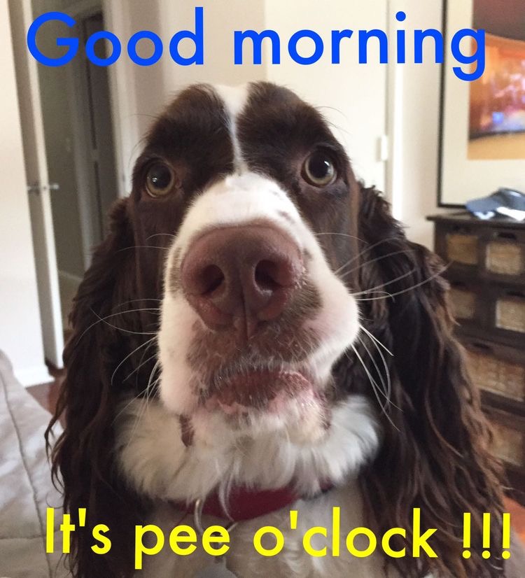 15 Funny Springer Spaniel Memes To Make Your Day 10