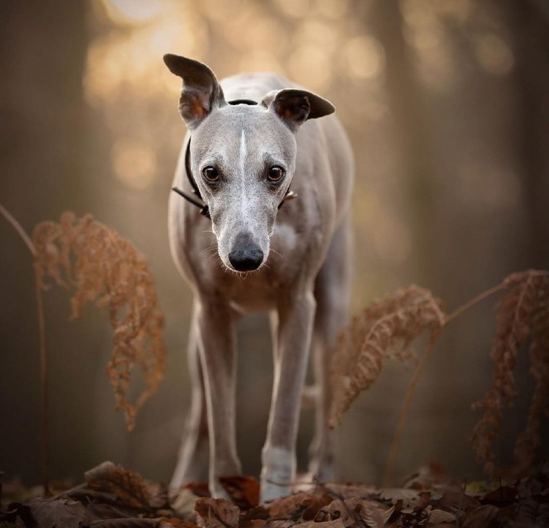 Greyhounds 29