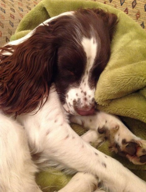 15 Pictures That Prove Springer Spaniels Are Perfect Weirdos 10