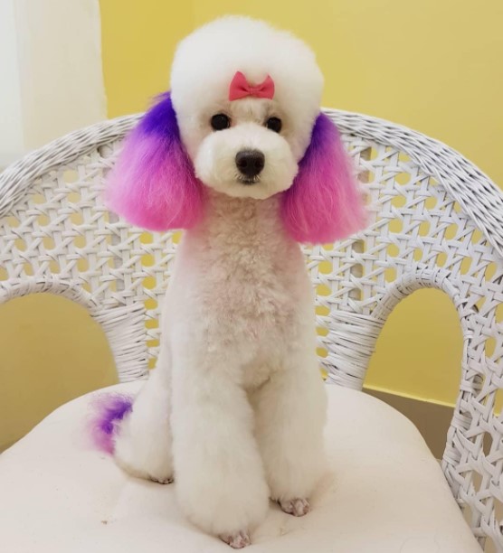 15 Pictures That Prove Poodles Are Perfect Weirdos 10 15 Pictures That Prove Poodles Are Perfect Weirdos 10