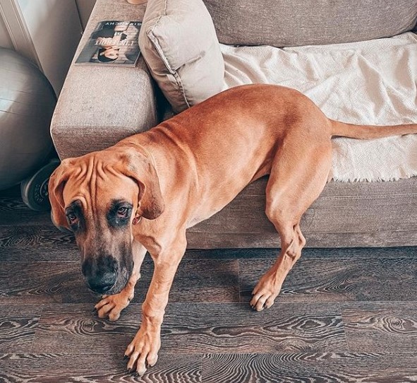 15 Pictures That Prove Great Danes Are Perfect Weirdos 10