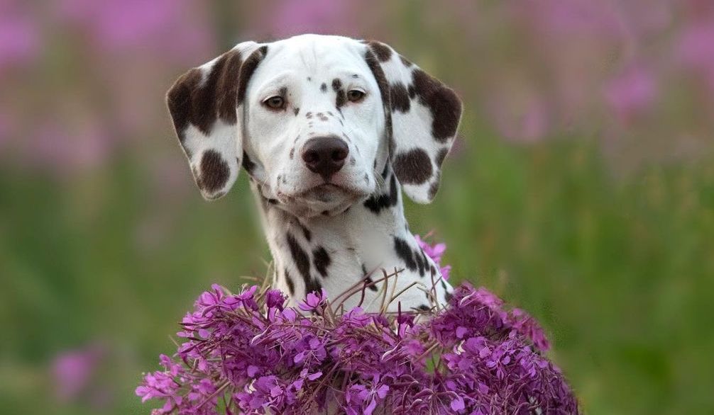 15 Amazing Facts About Dalmatians You Probably Never Knew