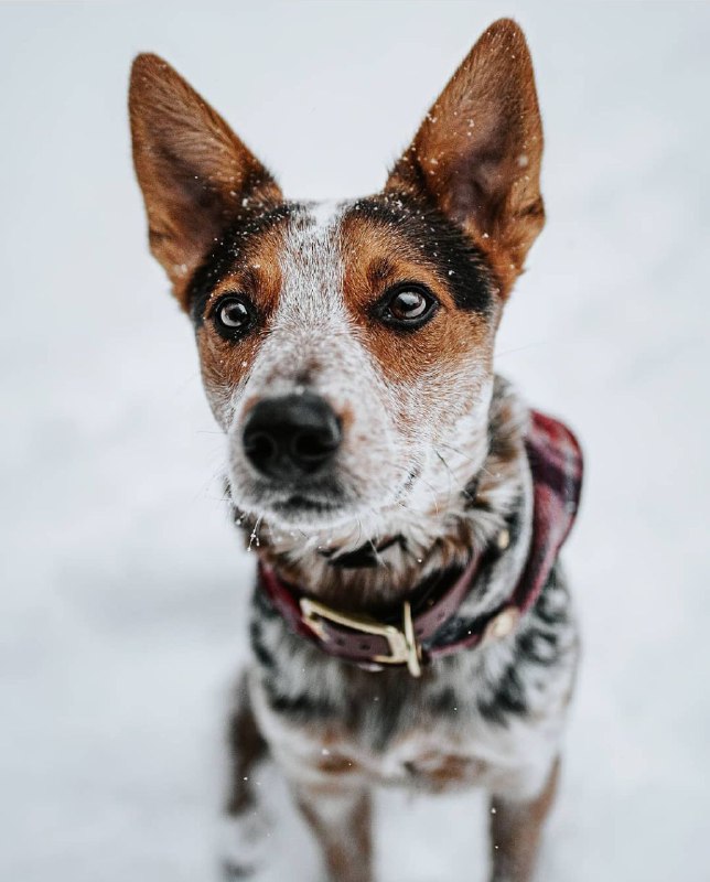 Australian Cattle Dog 18