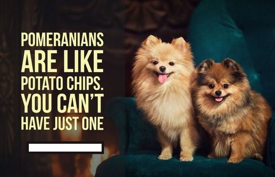 15 Funny Pomeranian Memes To Make Your Day 10