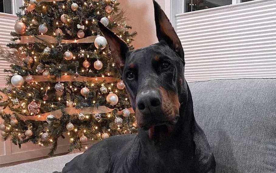 16 Cool Facts About Doberman Pinschers