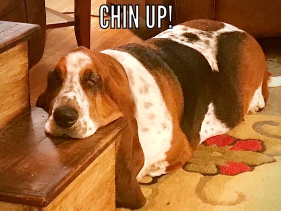 15 Funny Basset Hound Memes To Make Your Day 10