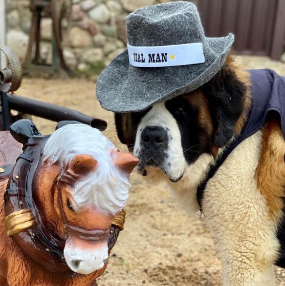 15 Pictures That Prove St Bernards Are Perfect Weirdos 10 15 Pictures That Prove St Bernards Are Perfect Weirdos 10