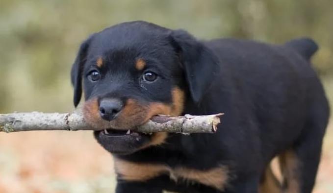 15 Cool Facts You Didn’t Know About Rottweilers