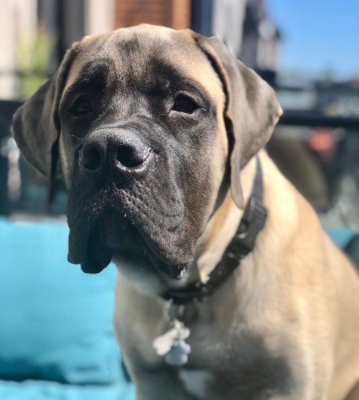 15 Pictures That Prove English Mastiffs Are Perfect Weirdos 10 15 Pictures That Prove English Mastiffs Are Perfect Weirdos 10