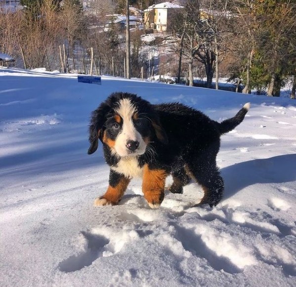 15 Pictures That Prove Bernese Mountain Dogs Are Perfect Weirdos 10 15 Pictures That Prove Bernese Mountain Dogs Are Perfect Weirdos 10