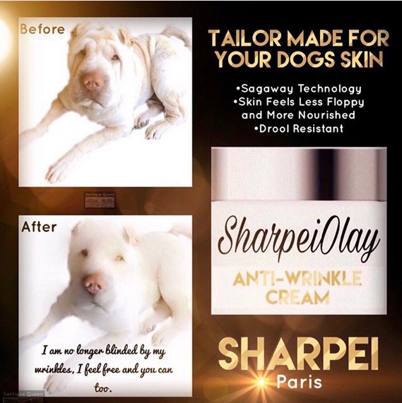 15 Funny Shar-Pei Memes To Make Your Day 10