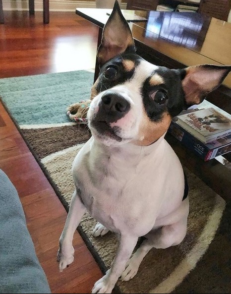 15 Pictures That Prove Rat Terriers Are Perfect Weirdos 10 15 Pictures That Prove Rat Terriers Are Perfect Weirdos 10